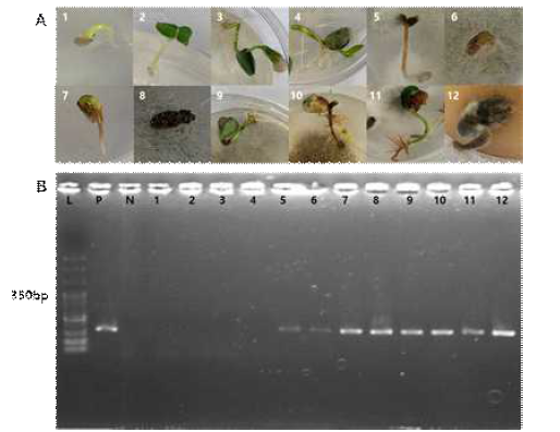 실내 병원성 검정에서 나타난 다양한 병징에 대한 Macrophomina phaseolina 종 특이적 프라이머 MpKFI/MpKRI를 이용한 유전자 진단. A; 콩과 참깨의 다양한 병징, B; Macrophomina phaseolina에 대한 종 특이적 프라이머를 사용한 PCR 결과. L; 100 bp plus DNA ladder, P; Positive control(M. phaseolina ASH20-001), N; Negative control, 1과 2; 건강한 참깨, 3과 4; 건강한 콩, 5-8; 병든 참깨, 9-12; 병든 콩.