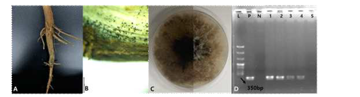 화성시 양감면에서 채집한 병든 콩의 뿌리와 분리한 Macrophomina phaseolina 의 균총 그리고 종 특이적 primer를 사용한 유전자 증폭 결과. A; 고사 증상을 보인 콩의 뿌리와 벗겨진 표피층 하단부에 형성된 소립균핵, B; 해부 현미경으로 관찰한 소립균핵, C; PDA 배지에 접종하여 35℃에서 2일간 배양한 M. phaseolina 균총의 앞면(오른쪽)과 뒷면(왼쪽), D; 병든 조직에서 직접 추출한 gDNA를 주형으로 하여 종 특이적 primer MP KF1/MPKR1으로 증폭한 PCR 결과.
