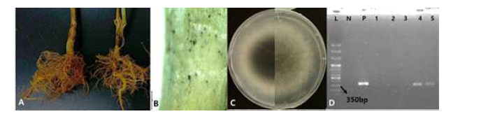 화성시 양감면에서 채집한 병든 참깨의 뿌리와 분리한 Macrophomina phaseolina의 균총 그리고 종 특이적 primer를 사용한 유전자 증폭 결과. A; 고사 증상을 보인 콩의 뿌리와 벗겨진 표피층 하단부에 형성된 소립균핵, B; 해부 현미경으로 관찰한 소립균핵, C; PDA 배지에 접종하여 35℃에서 2일간 배양한 M. phaseolina 균총의 앞면 (오른쪽)과 뒷면(왼쪽), D; 병든 조직에서 직접 추출한 gDNA를 주형으로 하여 종 특이적 primer MPKF1/MPKR1으로 증폭한 PCR 결과.