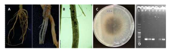 화성시 양감면에서 채집한 병든 수박의 뿌리와 분리한 Macrophomina phaseoli na의 균총 그리고 종 특이적 primer를 사용한 유전자 증폭 결과. A; 고사 증상을 보인 수박의 뿌리와 벗겨진 표피층 하단부에 형성된 소립균핵, B; 해부 현미경으로 관찰한 소립균핵, C; PDA 배지에 접종하여 35℃에서 2일간 배양한 M. phaseolina 균총의 앞면 (오른쪽)과 뒷면(왼쪽), D; 병든 조직에서 직접 추출한 gDNA를 주형으로 하여 종 특이적 primer MPKF1/MPKR1으로 증폭한 PCR 결과.