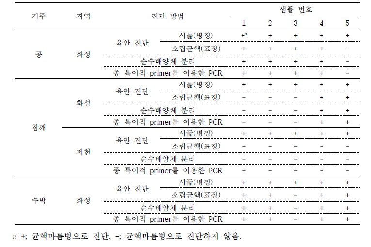 여러 가지 방법으로 포장에서 채집한 병든 식물에서 콩균핵마름병균의 진단