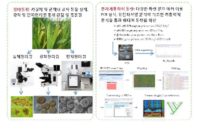 형태 및 분자적 특성에 기초한 녹병균의 동정방법의 모식도