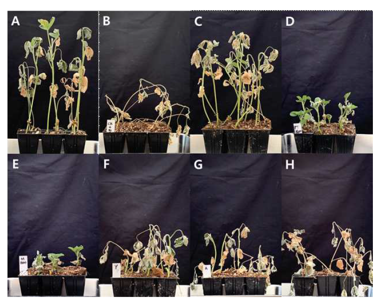 온실에서 이쑤시개 접종법으로 검정한 콩 균핵마름병에 대한 살균제의 종자 처리 효과 A; Macrophomina phaseolina 무접종과 살균제 무처리구, B; M. phaseolina 접종과 살균제 무처리구, C; benomyl, D; metconazole, E; prochloraz+tebuconazole, F; pyraclostrobin, G; fluazi nam, H; fludioxonil