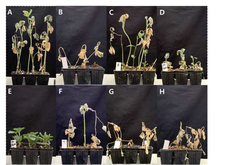 온실에서 소립균핵 토양 관주 접종법으로 검정한 콩 균핵마름병에 대한 살균제의 종자 처리 효과 A; Macrophomina phaseolina 무접종과 살균제 무처리구, B; M. phaseolina 접종과 살균제 무처리구, C; benomyl, D; metconazole, E; prochloraz+tebuconazole, F; pyraclost robin, G; fluazinam, H; fludioxonil.