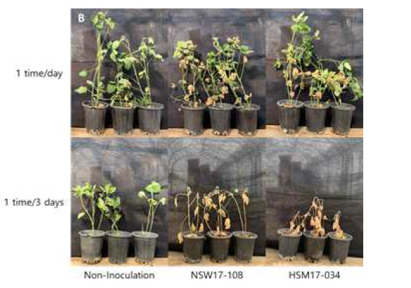 소립균핵 종자 분의 접종법에서 토양 관수 횟수가 병 발생에 미치는 효과. Macroph omina phaseolina NSW17-108은 콩에서 분리한 병원균이며, M. phaseolina HSM7-034는 참깨에서 분리한 병원균이다.