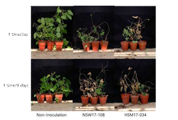 소립균핵 토양 관주 접종법에서 토양 관수 횟수가 병 발생에 미치는 효과. Macroph omina phaseolina NSW17-108은 콩에서 분리한 병원균이며, M. phaseolina HSM7-034는 참깨에서 분리한 병원균이다.