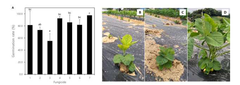 2021년 종자 처리한 콩의 발아율(A)과 포장에서 나타난 약해 증상(B, C, D). B; proch loraz+tebuconazole 처리구에서 나타난 식물 왜화 및 황화 증상, C; metconazole 처리구에서 발견되는 왜화된 콩, D; 살균제 무처리구의 콩. 1; benomyl 2; prochloraz+tebuconazole, 3; metc onazole, 4; pyraclostrobin, 5; fluazinam, 6; fludioxonil, 7; untreated control.