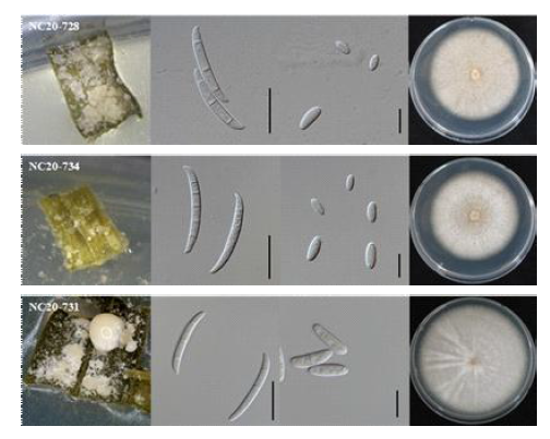 F. solani 균주의 형태적, 배양적 특성. NC20-728, NC20-734 균주: 강낭콩 분리균, NC20-731: 녹두 분리균