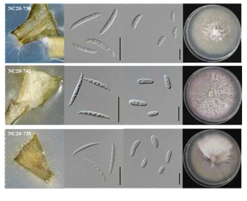 F. oxysporum 균주의 형태적, 배양적 특성. NC20-730, NC20-742 균주: 녹두 분리균, NC20-733: 강낭콩 분리균