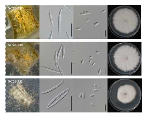 F. fujikuroi 균주의 형태적, 배양적 특성. NC20-737, NC20-738 균주: 팥 분리균, NC20-732: 강낭콩 분리균