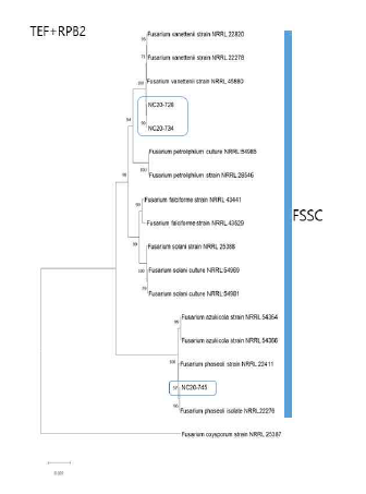 F. solani 종 복합체(FSSC)에 속하 는 강낭콩 분리균의 TEF, RPB2 유전자 염 기서열 분석에 의한 계통수