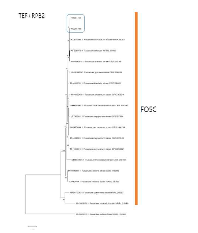 F. oxysporum 종 복합체(FOSC)에 속하는 강낭콩 분리균의 TEF, RPB2 유전자 염기서열 분석에 의한 계통수