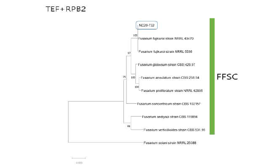 F. fujikuroi 종 복합체(FFSC)에 속하는 강낭콩 분리균의 TEF, RPB2 유전자 염 기서열 분석에 의한 계통수