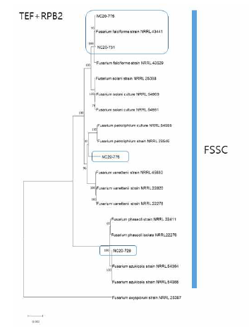 F. solani 종 복합체(FSSC)에 속 하는 녹두 분리균의 TEF, RPB2 유전자 염 기서열 분석에 의한 계통수