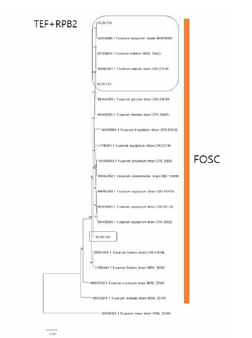 F. oxysporum 종 복합체(FOSC) 에 속하는 녹두 분리균의 TEF, RPB2 유전 자 염기서열 분석에 의한 계통수