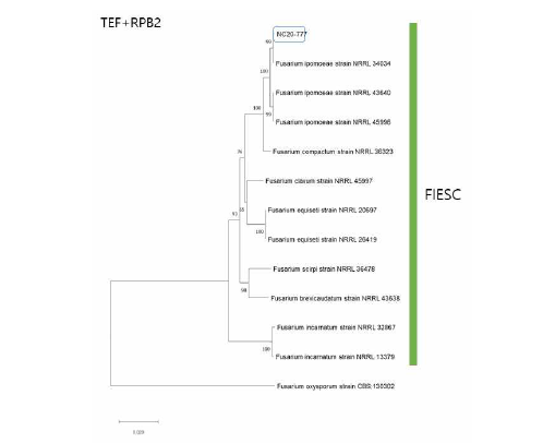 F. incarnatum-equiseti 종 복합체(FIESC)에 속하는 녹두 분리균의 TEF, RPB2 유전자 염기서열 분석에 의한 계통수