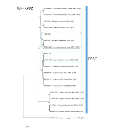 F. solani 종 복합체(FSSC)에 속하 는 팥 분리균의 TEF, RPB2 유전자 염기서 열 분석에 의한 계통수