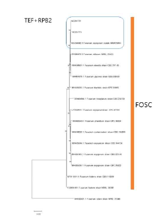 F. oxysporum 종 복합체(FOSC)에 속하는 팥 분리균의 TEF, RPB2 유전자 염 기서열 분석에 의한 계통수