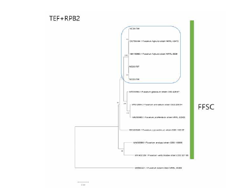 F. fujikuroi 종 복합체(FIESC)에 속하는 팥 분리균의 TEF, RPB2 유전자 염기서 열 분석에 의한 계통수