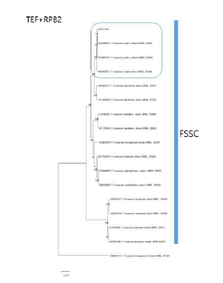 F. solani 종 복합체(FSSC)에 속 하는 작두콩 분리균의 TEF, RPB2 유전자 염기서열 분석에 의한 계통수