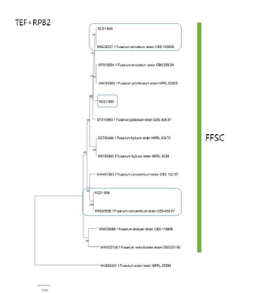 F. fujikuroi 종 복합체(FFSC)에 속하는 작두콩 분리균의 TEF, RPB2 유전 자 염기서열 분석에 의한 계통수