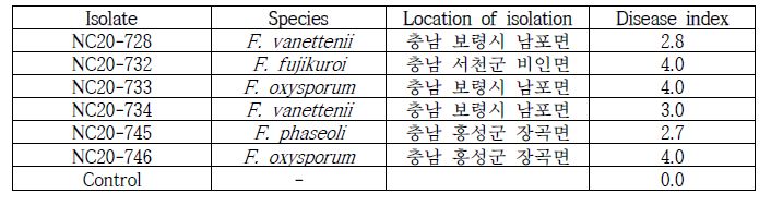 강낭콩에서 분리한 Fusarium균의 병원성 검정