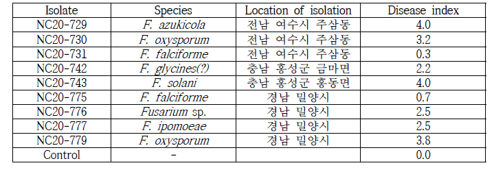 녹두에서 분리한 Fusarium균의 병원성 검정