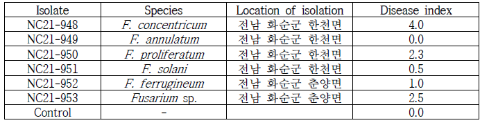 작두콩에서 분리한 Fusarium균의 병원성 검정