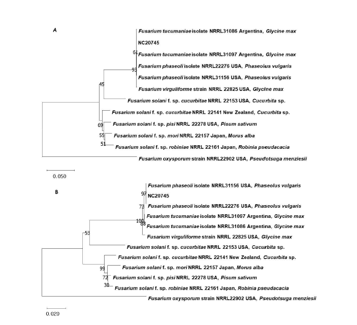 강낭콩 뿌리썩음병균 Fusarium phaseoli NC20745의 DNA 염기서열 분석에 의한 계통 도. A, RNA polymerase II second largest subunit (RPB2); B, translation elongation factor 1 alpha (TEF).