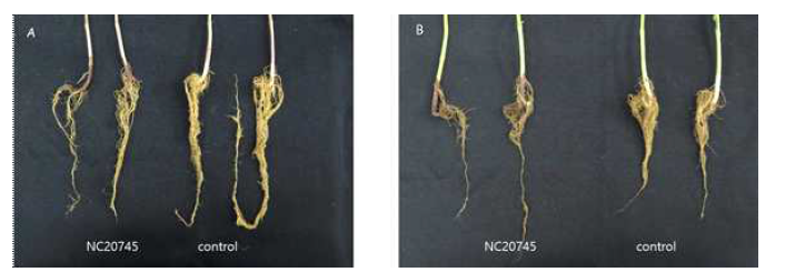 강낭콩 뿌리썩음병균 Fusarium phaseoli NC20745의 병원성 검정에 의한 뿌리 및 줄기 썩음 증상. A,검은 강낭콩; B, 호랑이 강낭콩.