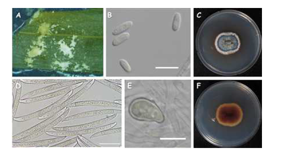 녹두 뿌리썩음병균 Fusarium azukicola NC20729의 균학적 특성. A, sporodochia; B, microconidia(scale bar =10μm); D, macroconidia(scale bar =25μm); E, chlamydospore(scale bar =10μm); C and F, upper and reverse colony on PDA