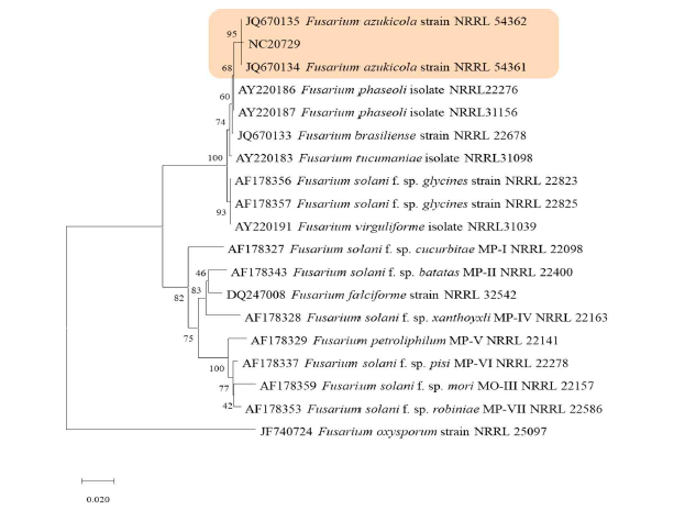 녹두 뿌리썩음병균 Fusarium azukicola NC20729의 translation elongation factor 1 alpha 유전자 염기서열 분석에 의한 계통도.