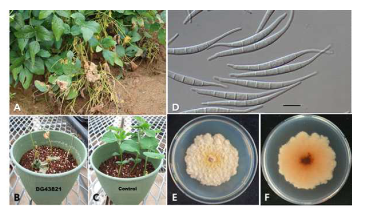 대구에서 분리한 콩시들음병균 Fusarium ipomoeae DG43821의 병징, 형태 적·배양적 특성 및 병원성 검정 결과. A: 시들음병 병징, B~C: 병원성 검정(B: 접종, C: 대조구), D: 대형분생포자, E~F: PDA배지에서의 균총 형태(E: 앞면, F: 뒷면).