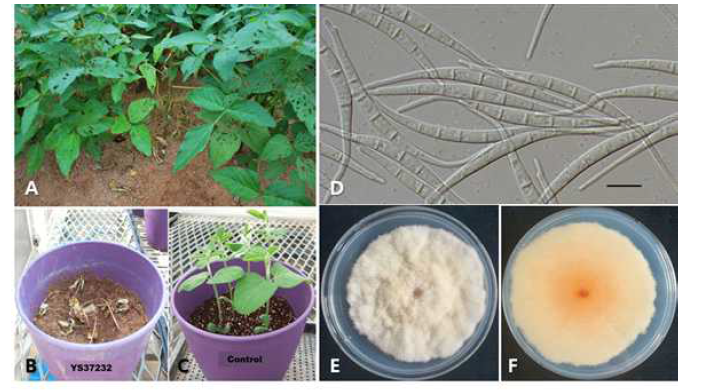 예산에서 분리한 콩시들음병균 Fusarium ipomoeae YS37232의 병징, 형태 적·배양적 특성 및 병원성 검정 결과. A: 시들음병 병징, B~C: 병원성 검정(B: 접종, C: 대조구), D: 대형분생포자, E~F: PDA배지에서의 균총 형태(E: 앞면, F: 뒷면).