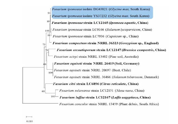 콩시들음병균 Fusarium ipomoeae균주의 translation elongation factor 1 alpha(TEF)와 RNA polymerase II largest subunit(RPB2) 유전자 염기서열 분석에 의한 계통 도.