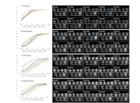 콩시들음병균 4종의 DMI계 살균제에 대한 균사생장억제율. A, prochloraz; B, tebuconazole; C, triflumizole; D, defenoconazole