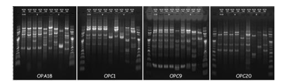 Fusarium fujikuroi 종 복합체에 속하는 두류 시들음병 증상 분리균주의 DNA 다형성