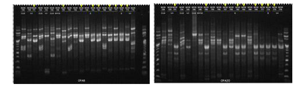 Fusarium solani 종 복합체에 속하는 두류 시들음병 증상 분리균주의 DNA 다형성