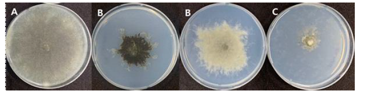염소산염 배지에서의 성장 패턴. A; 저항성 생장 패턴, B; 깃털모양의 중도 저항성 생장 패턴, C; 균사 생장이 억제된 감수성 생장 패턴.