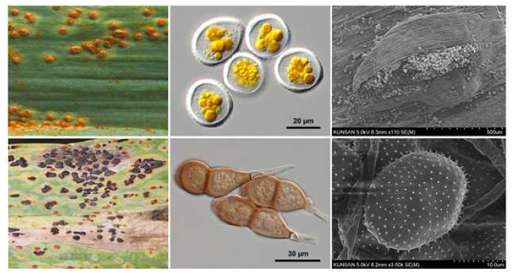 마늘 녹병균(Puccinia allii) 병징의 실체현미경 사진(좌상: 여름포자퇴, 좌하: 겨울포 자퇴), 여름포자의 DIC현미경 사진(중상: 여름포자, 중하: 겨울포자), 여름포자더미(우상) 및 여 름포자(우하)의 주사전자현미경 사진