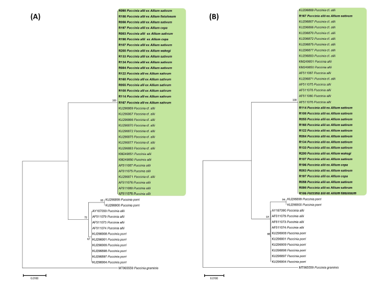 Puccinia allii 종복합체의 ITS 및 LSU 염기서열을 바탕으로 한 minimum evolution (A) 및 maximum likelihood (B) 계통수. 연두색 박스는 Puccinia allii s. lat., 국내 시료는 굵은 글씨로 표시.