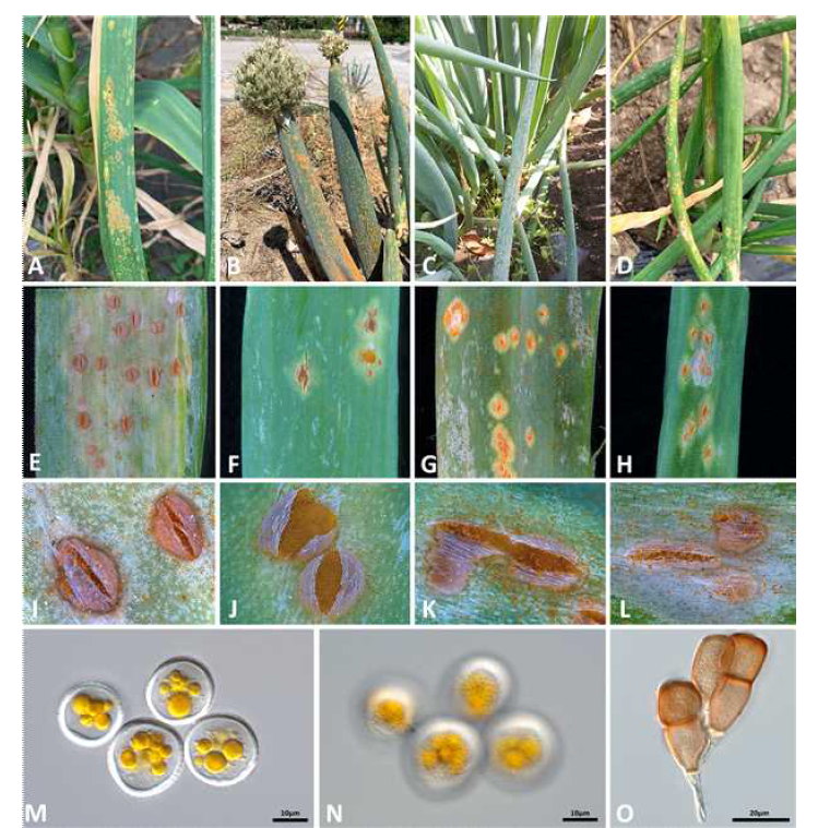 녹병균 Puccinia allii에 감염된 마늘(A, E, I), 양파(B, F, J), 파(C, G, K), 쪽파(D, H, L)의 병징 사진 및 녹병균의 여름포자(M, N) 및 겨울포자의 모습(O).