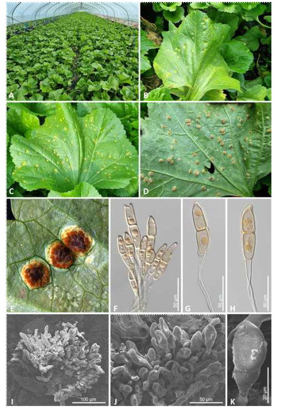 국내 미기록 녹병균 Puccinia modiolae에 감염된 아욱의 병징 사진 및 녹병균의 형태적 특징. 녹병에 감염된 아욱의 포장(A) 및 병 징사진(B-D)과 겨울포자더미(E, I) 및 겨울포자의 모습(F-H, J, K).