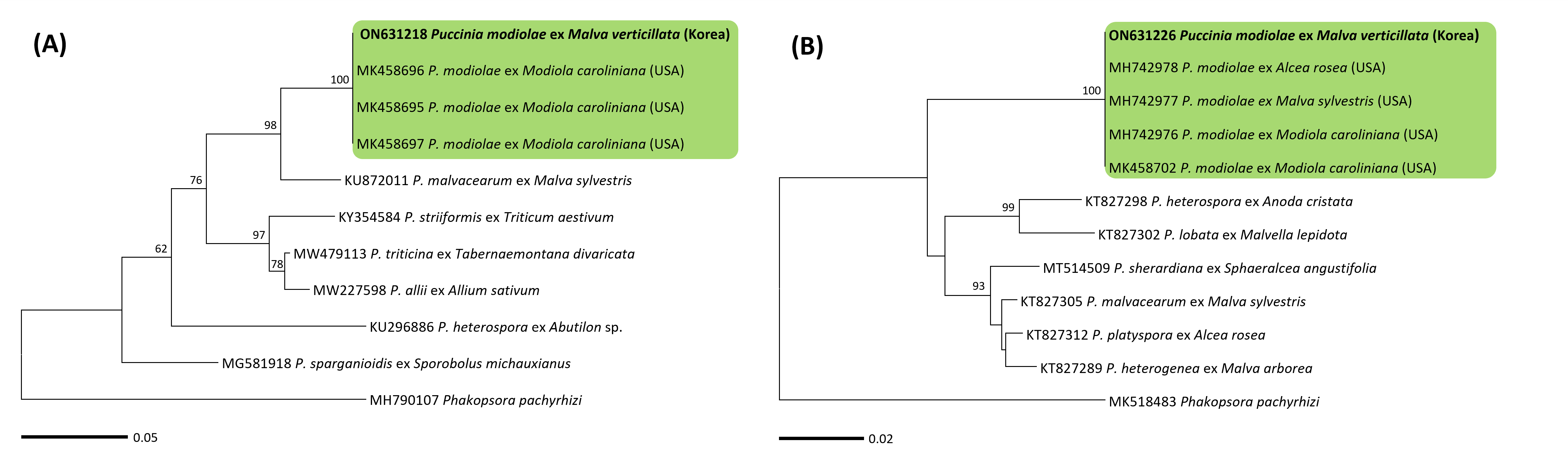 Puccinia 종들의 ITS 및 LSU 염기서열을 바탕으로 한 minimum evolution 계통 수. 연두색 박스는 Puccinia modiolae, 국내 샘플은 굵은 글씨로 표시.