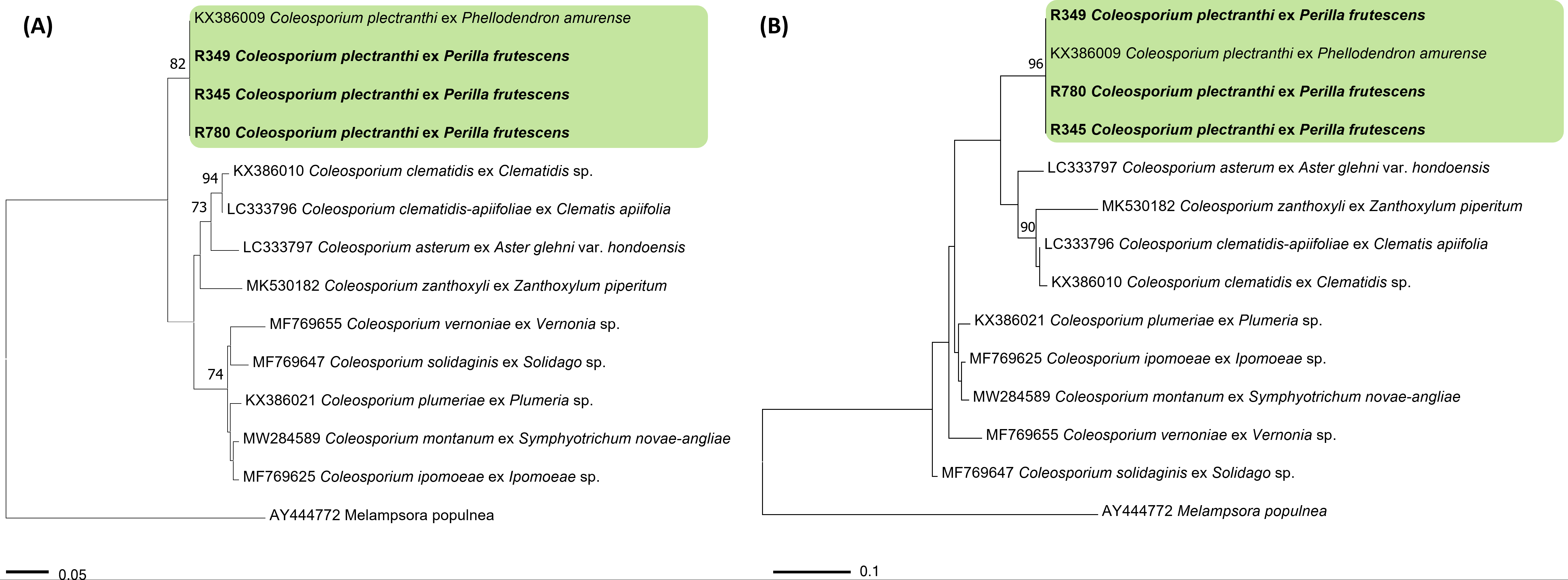 Coleosporium 종들의 ITS 염기서열을 바탕으로 한 minimum evolution (A) 및 maximum likelihood (B) 계통수. 연두색 박스는 Coleosporium plectranthi, 국내 시료는 굵은 글씨로 표시.