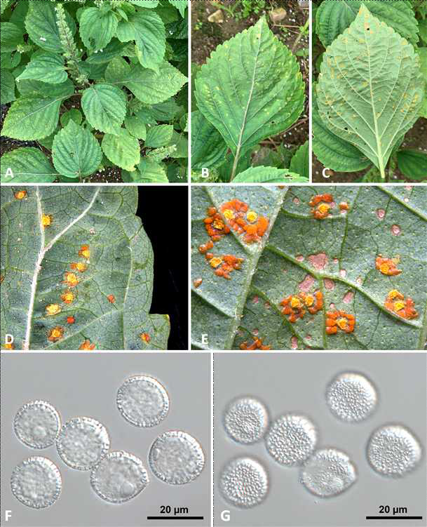 녹병균 Coleosporium plectranthi에 감염된 들깨의 병징 사진. 녹병에 감염된 잎 의 모습(A, B, C), 여름포자더미(D, E) 및 여름포자(F, G)의 모습