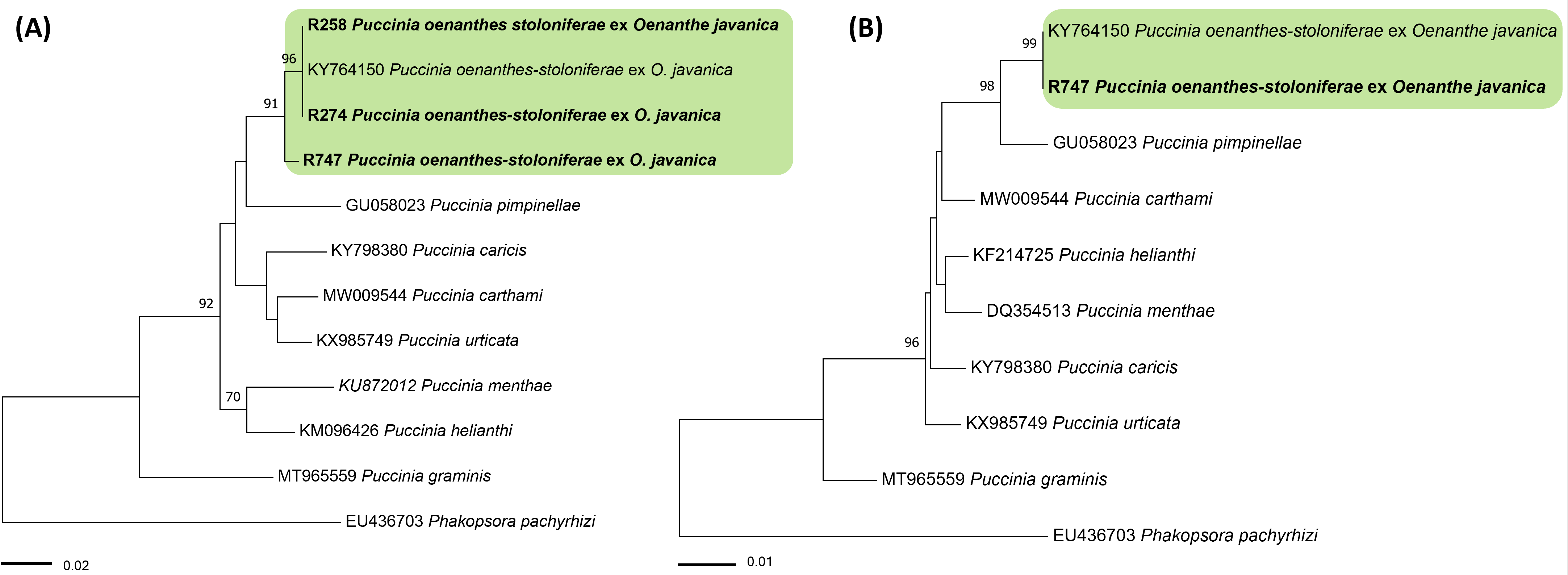 Puccinia 종들의 ITS (A) 및 LSU (B) 염기서열을 바탕으로 한 minimum evolution 계통수. 연두색 박스는 Puccinia oenanthes-stoloniferae, 국내 시료는 굵은 글씨로 표시.