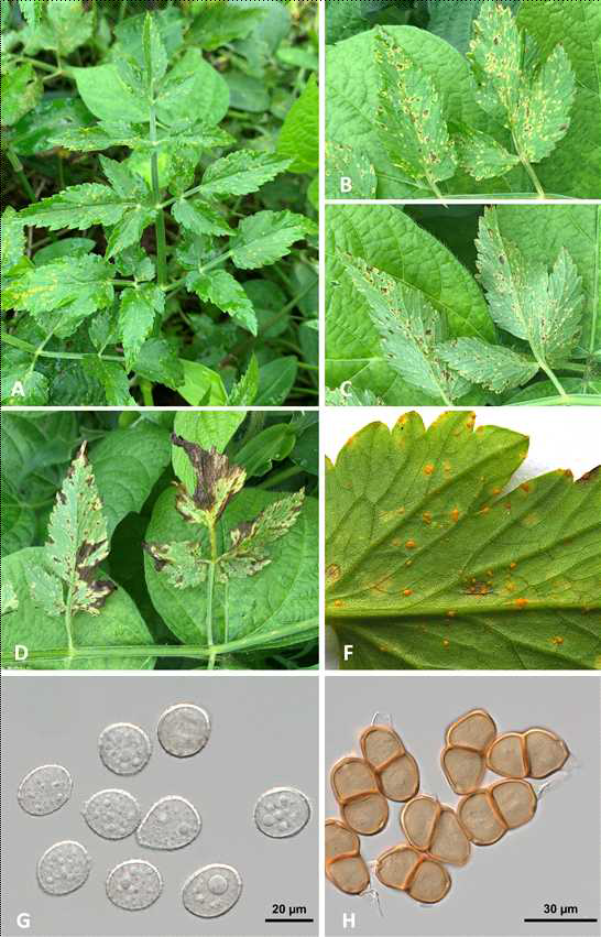 녹병균 Puccinia oenanthes-stoloniferae에 감염된 미나리의 병징 사진. 녹병에 감염된 잎의 모습(A, B, C) 및 녹병 감염 후기의 괴사된 잎의 모습(D), 여름포자더미의 모습(F) 및 여름포자(G), 겨울포자(H)의 모습