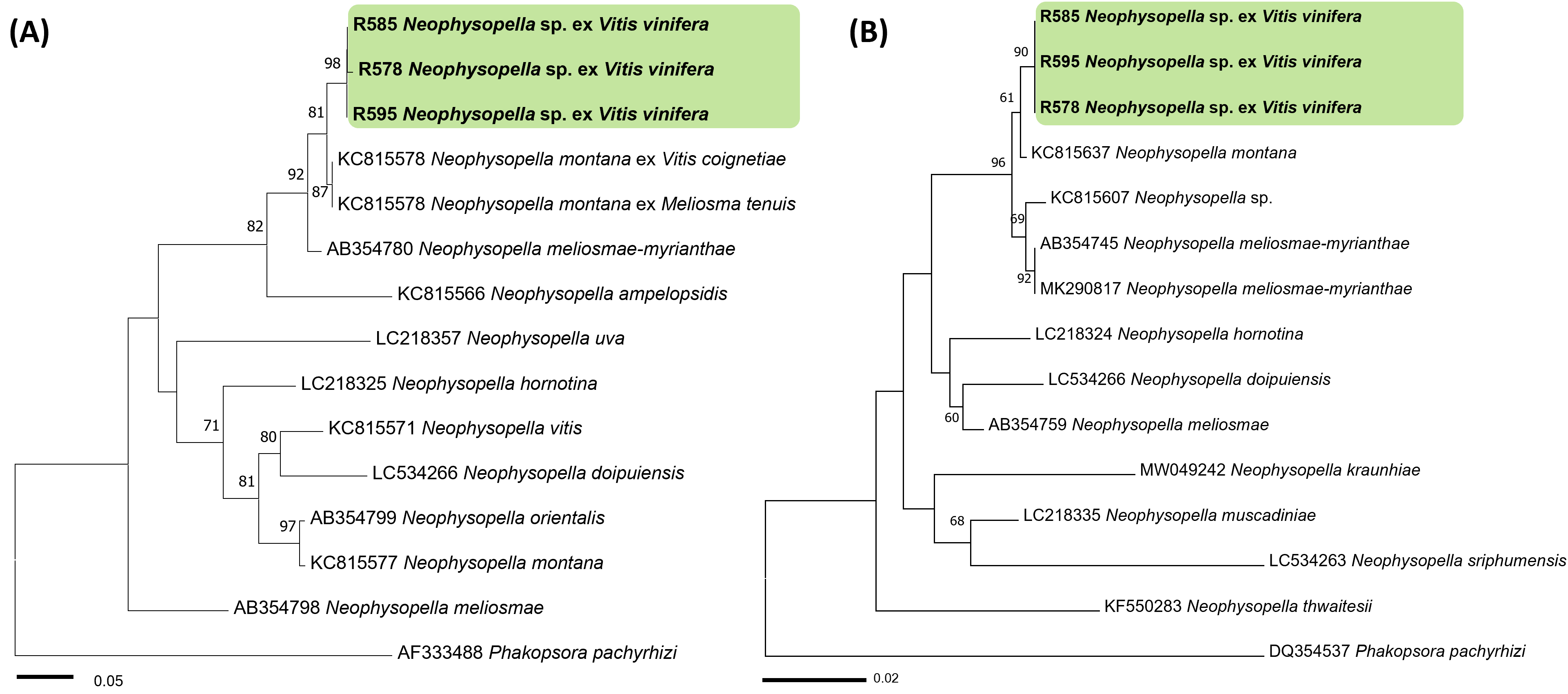 Neophysopella 종들의 ITS (A) 및 LSU (B) 염기서열을 바탕으로 한 minimum evolut ion 계통수. 연두색 박스는 국내 미기록 포도 녹병균 Neophysopella sp., 국내 시료는 굵은 글씨로 표시.