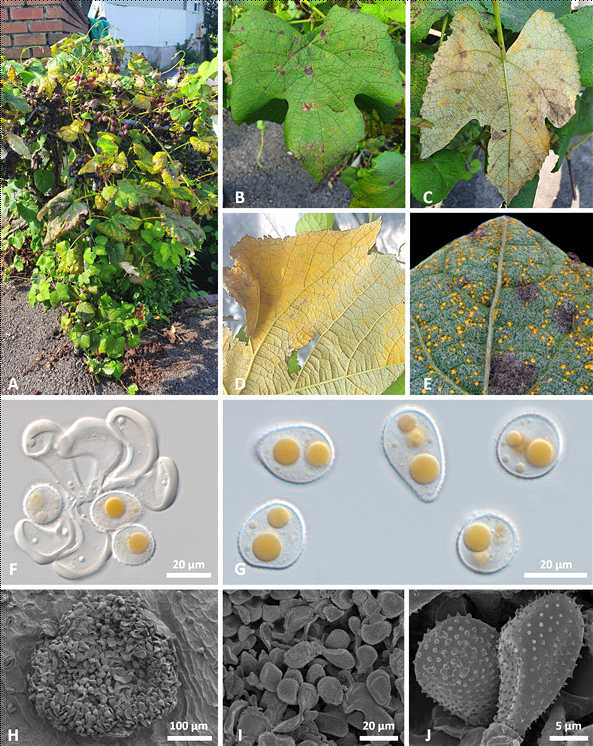 국내 미기록 녹병균 Neophysopella sp. 에 감염된 포도의 병징 사진 및 녹병균 의 형태적 모습. 녹병에 감염된 잎의 모습(A-D) 및 여름포자퇴의 모습(E, H), 측사의 모 습(F, I) 및 여름포자의 모습(G, J)